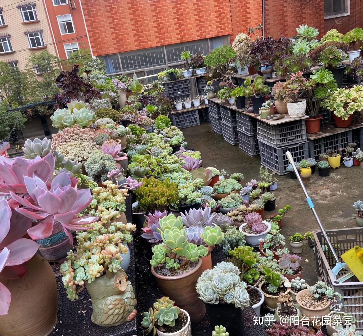 因为春天是多肉植物生长的季节.