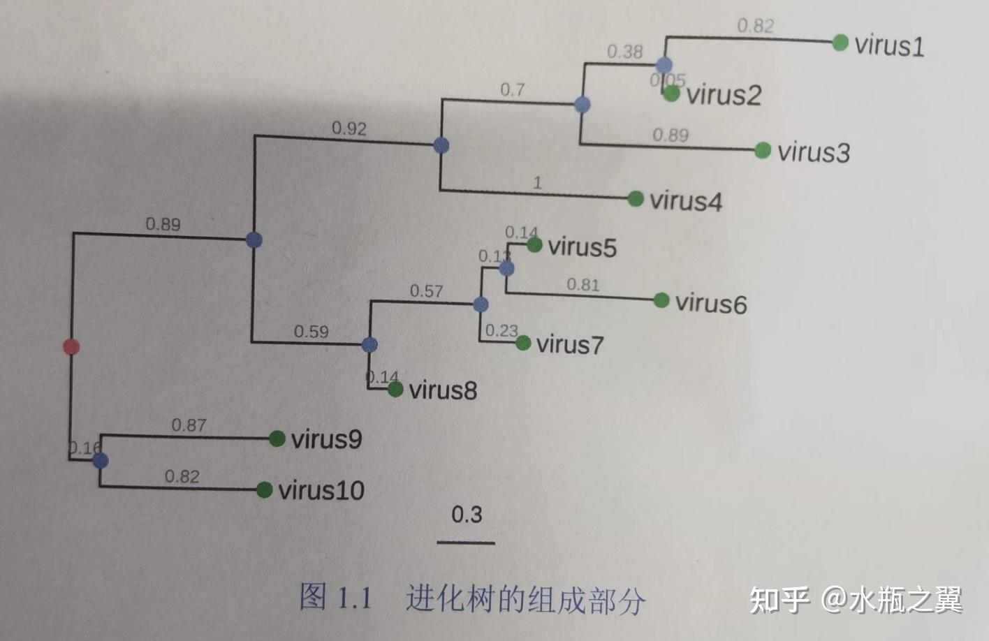 手把手教你绘制进化树（理论与实践） - 知乎