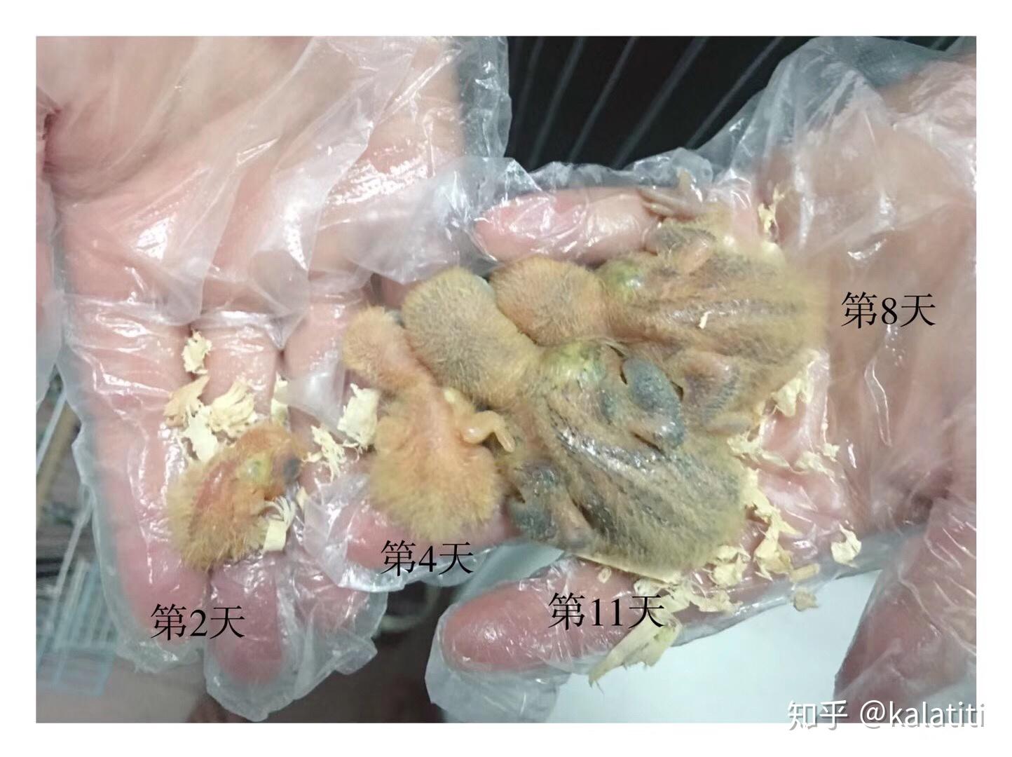 错误配对下居然负负得正了没想到第一次养鹦鹉就如此成功