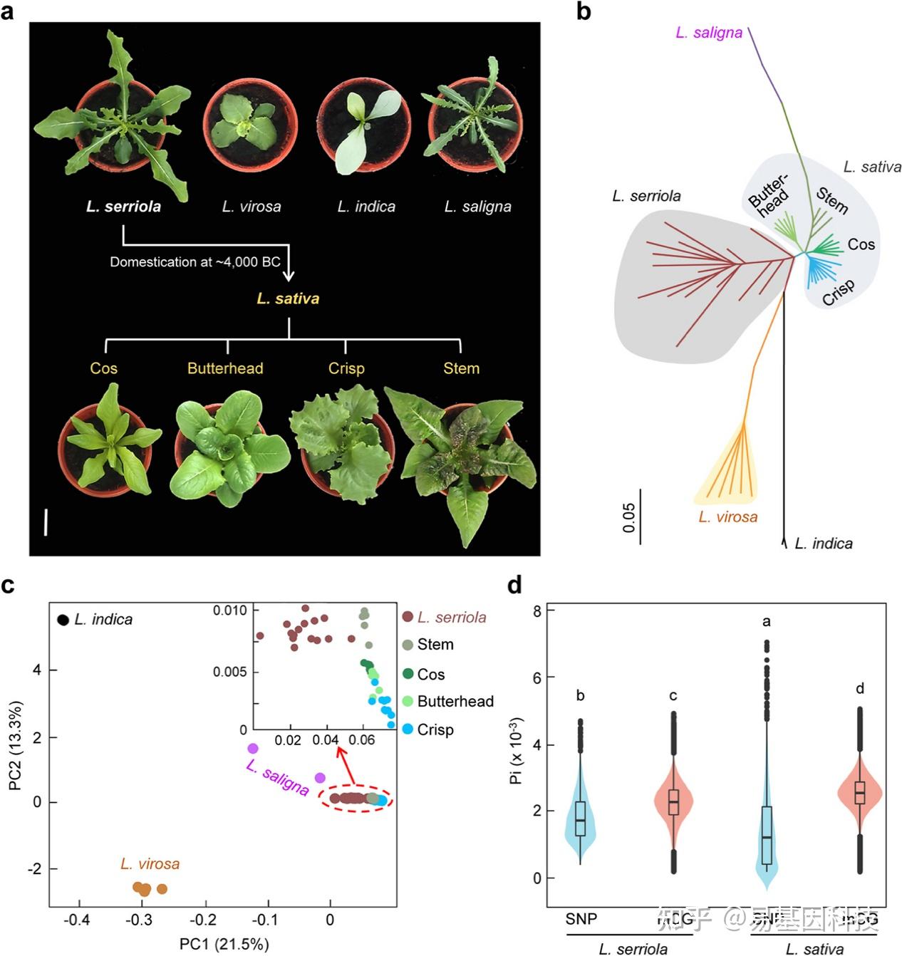易基因：Genome Biol/IF10.1：WGBS等揭示生菜驯化和分化过程中的DNA甲基化变异机制 - 深圳市易基因科技 - 博客园