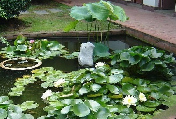 私家花园水景设计中时如何选择水生植物 设计师都未必清楚 知乎 私家花园水景设计中时如何选择水生植物 设计师都未必清楚 知乎