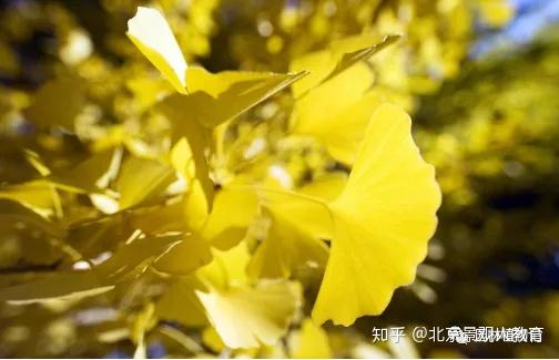【园林植物Ⅰ考点】园林树木在城市绿化中的功能! - 知乎