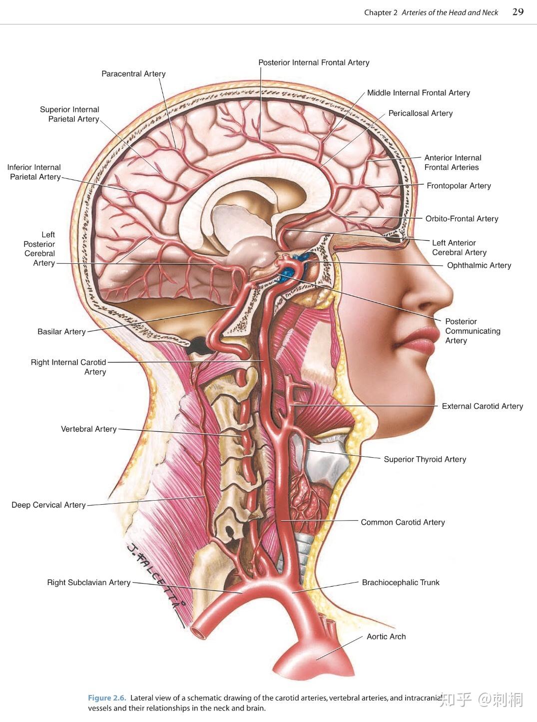 和abrahams临床人体解剖学图谱 mcminn and abrahams clinical atlas