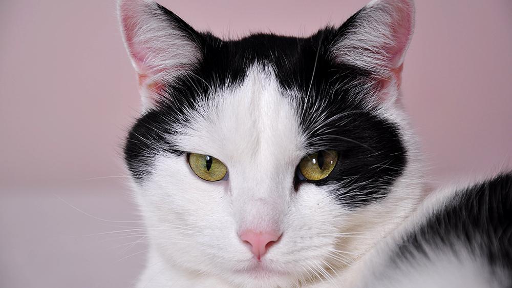 猫咪常见病系列之 甲状腺机能亢进 知乎