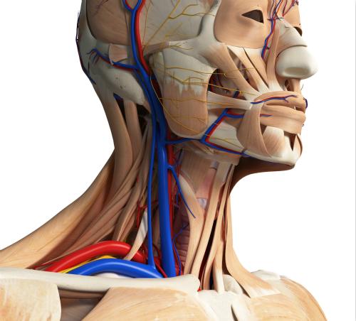颈动脉和静脉位置图片图片