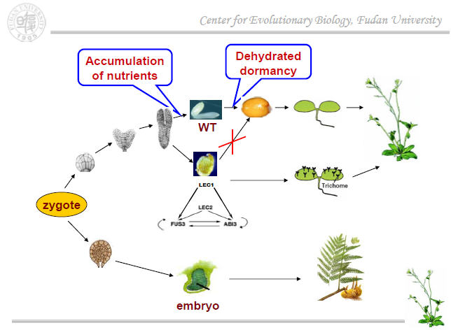 6 中性学说1968年,日本遗传学家木村资生提出"分子进化