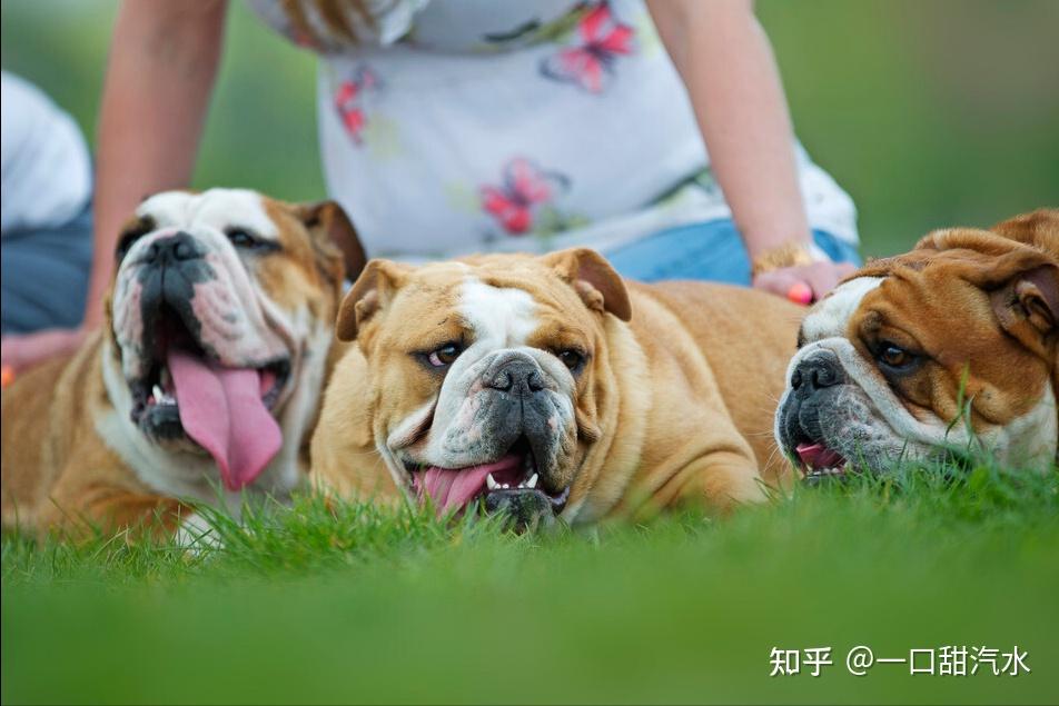 这些对主人忠心耿耿的大型犬,价格大概是多少?