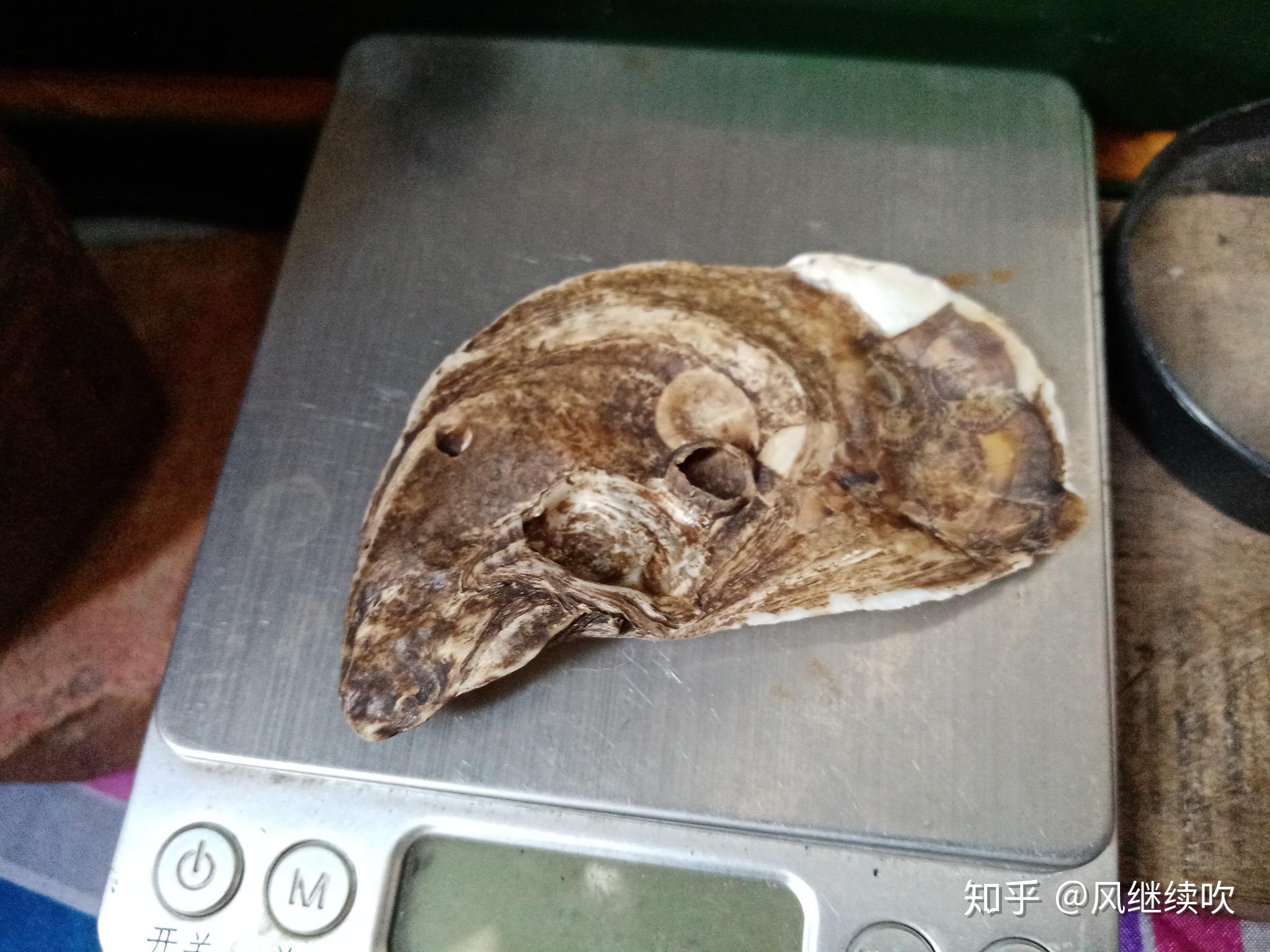 海洋生物化石