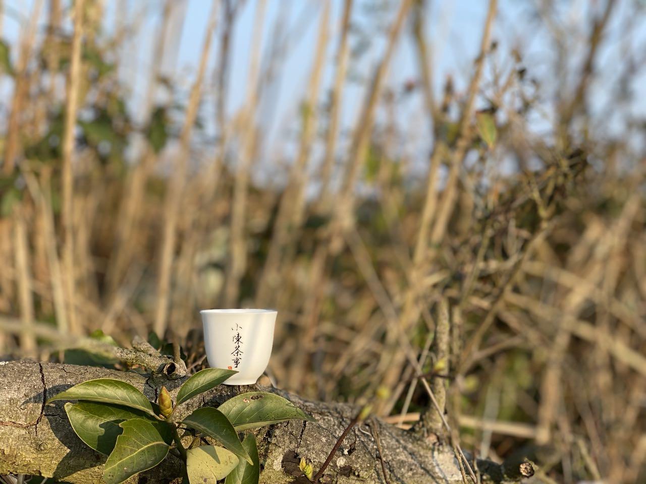 只有菜茶做成的白茶 才是正宗 这个认识误区 难怪喝不懂白茶 知乎