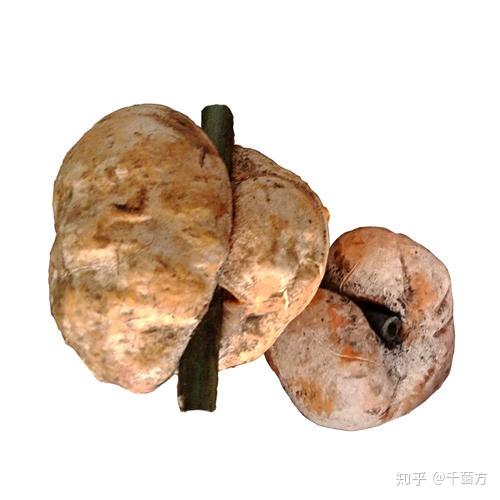 抗菌消炎防感染清热解毒保健康竹生肉球菌菌物科学