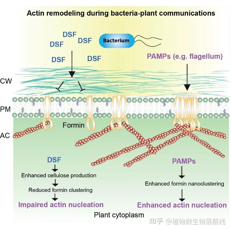 综上所述, 该研究阐明了植物formin蛋白参与调控肌动蛋白细胞骨架的