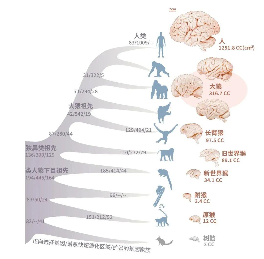 《科学》8篇论文齐发!科学家揭示从灵长类到人的演化历程 - 知乎
