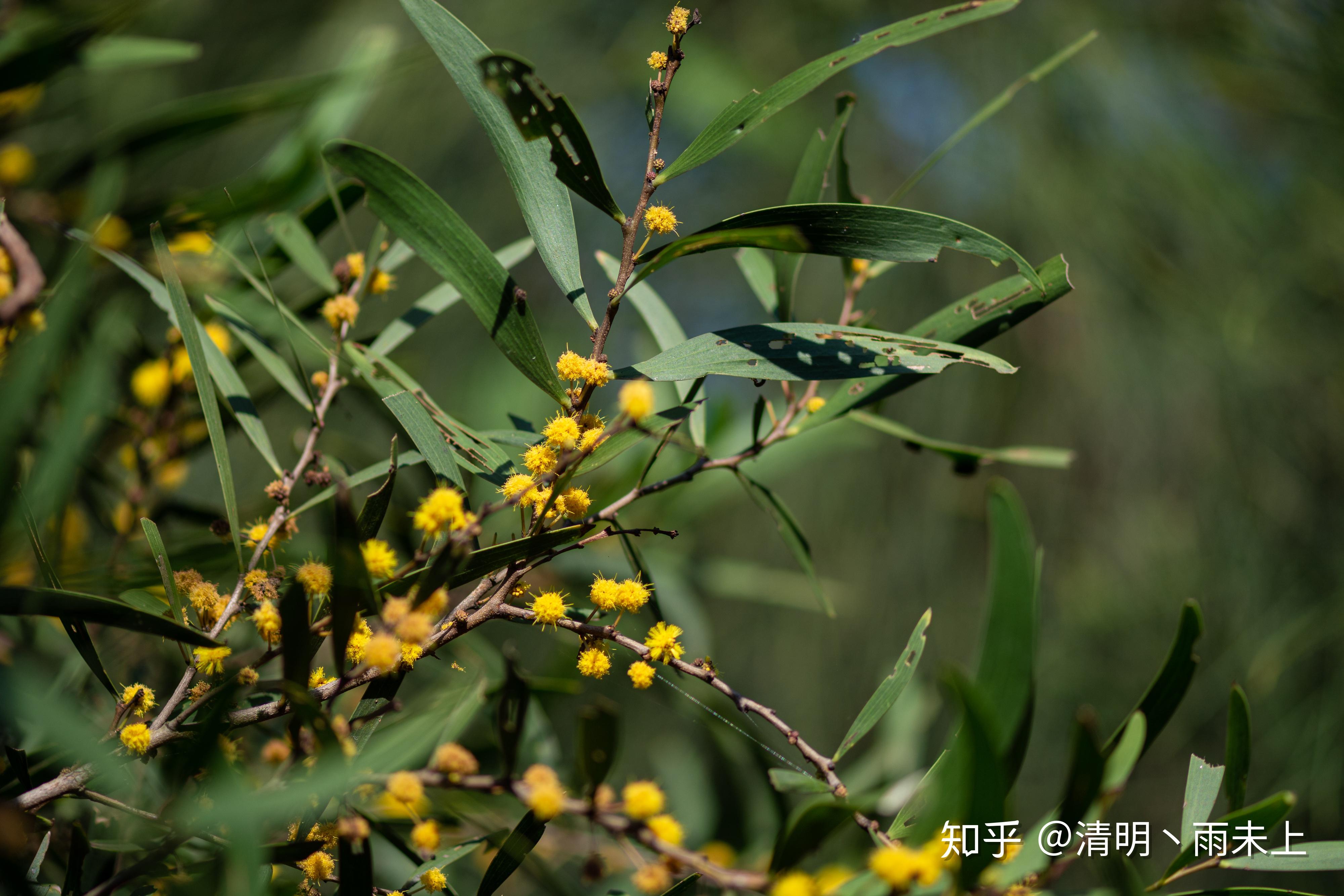 植物园之行(第十一季)——台湾相思