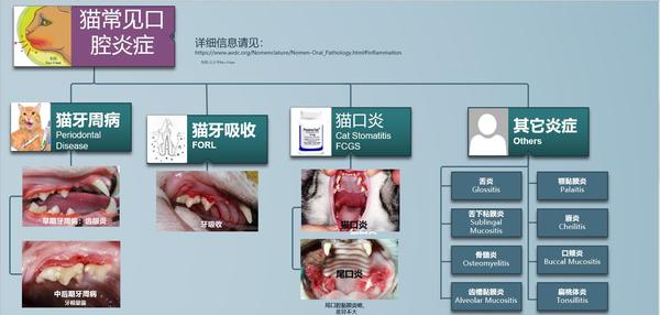 猫口炎 Feline Stomatitis 辨识 认知 控制与治愈 知乎