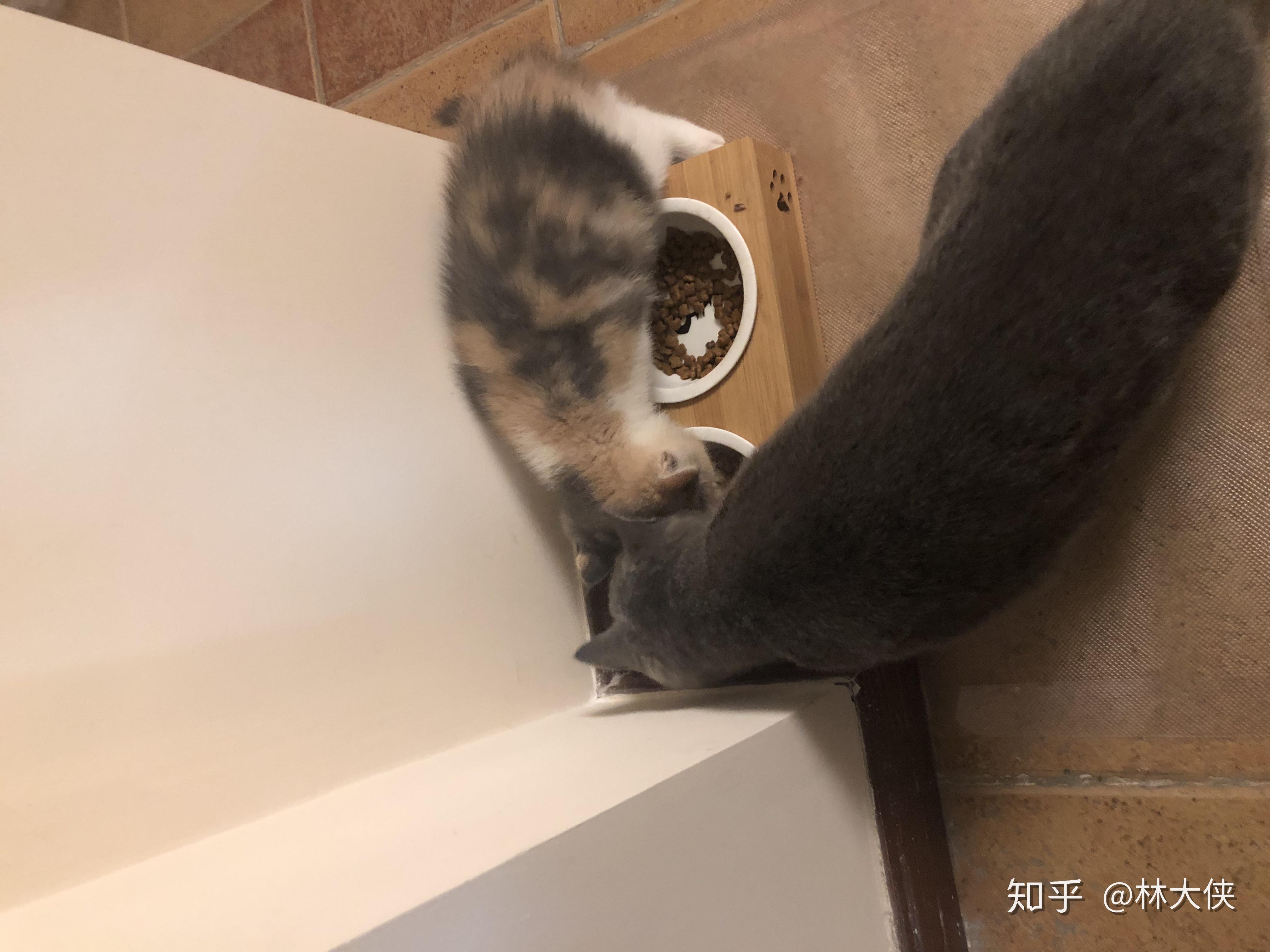 两只猫一起养会不会孤单 v2-848f177edfa8903988068d3df05416fa_r.jpg
