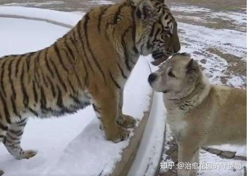 可是这位老兄可能是真的没了心气,彻底放飞了自我,花天酒地,声色犬马