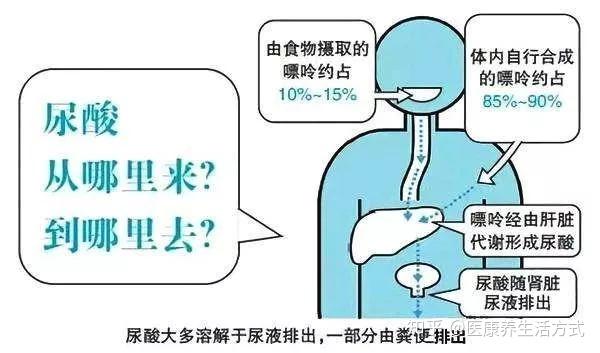 如何降尿酸高 v2-84a13fd90ff55f3320c9e1a81e99505d_r.jpg
