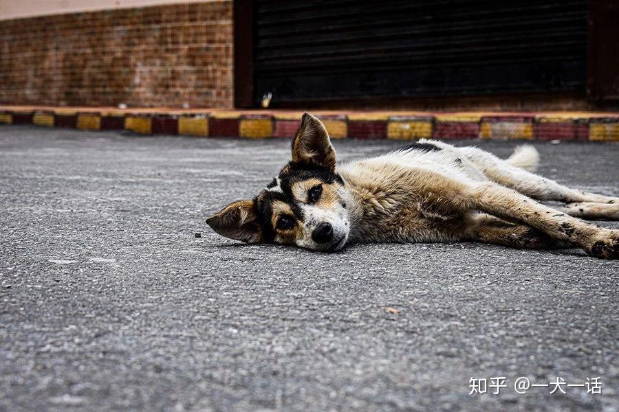 训练流浪犬能帮它们找到家吗