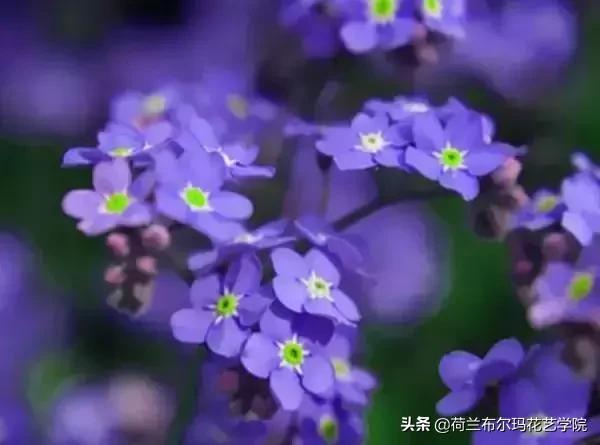花语寄佳人 这些花语你知道吗 知乎