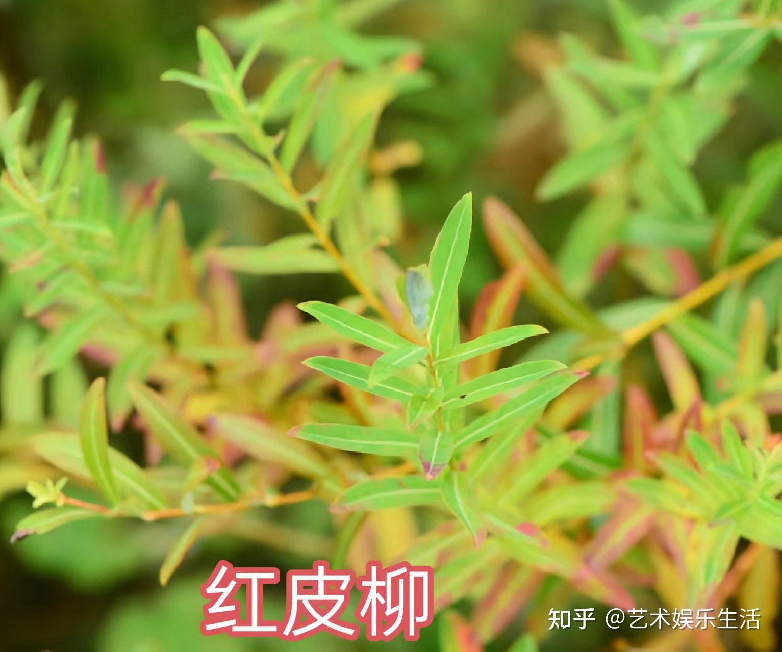杨柳科植物有哪些 - 知乎