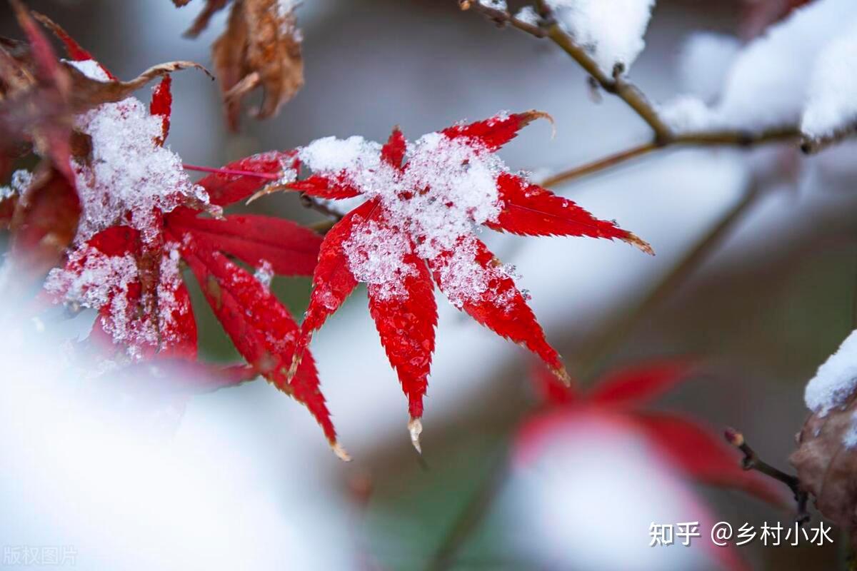 “冷不冷，九月初一早看天”，今日九月初一，今冬雨雪多不多？ - 知乎