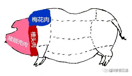 猪肉分割示意图
