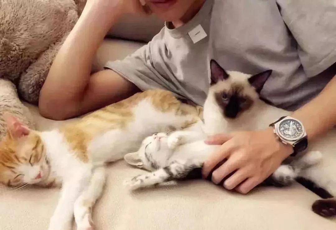 易烊千玺养猫权志龙养狗罗志祥养的是猪