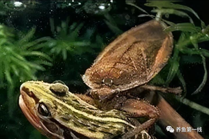 最常见的八种水生敌害生物在水花(鱼苗)育苗过程中的危害及其防控措施 - 知乎
