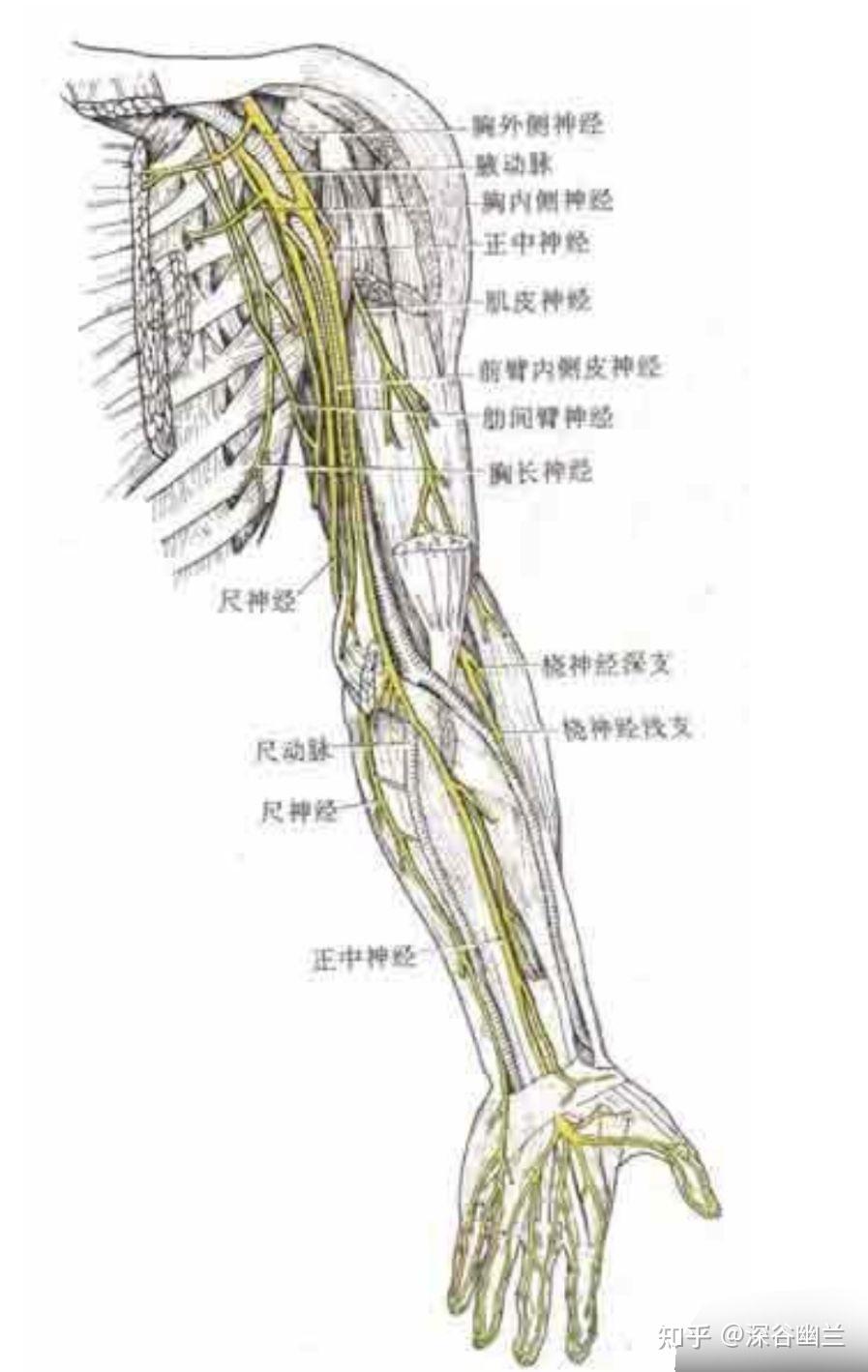 361个腧穴精准位置98106