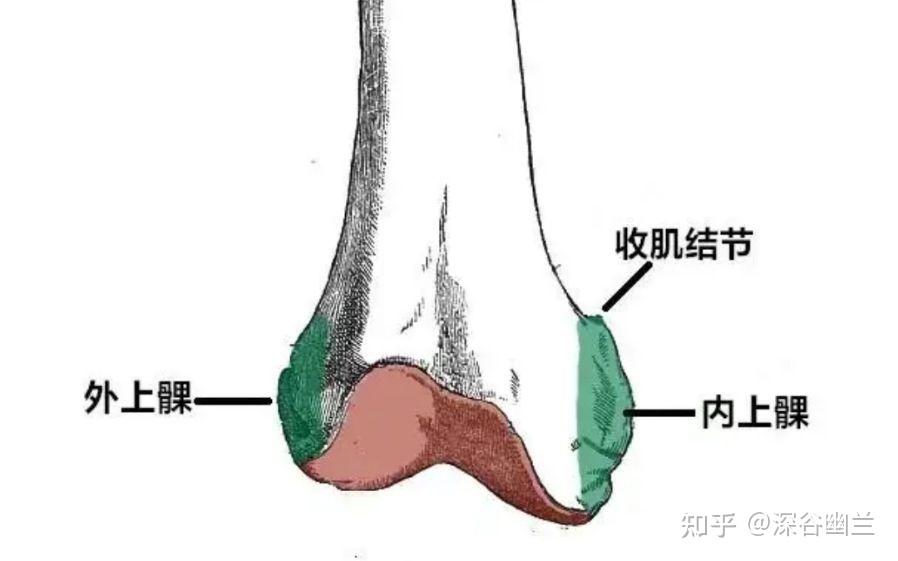 筋膜链前深线图片