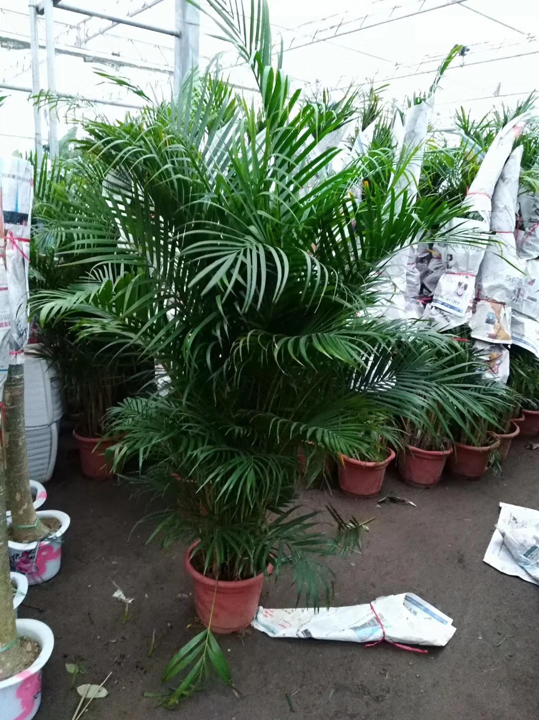 顺义花卉市场绿植盆栽一站式购齐
