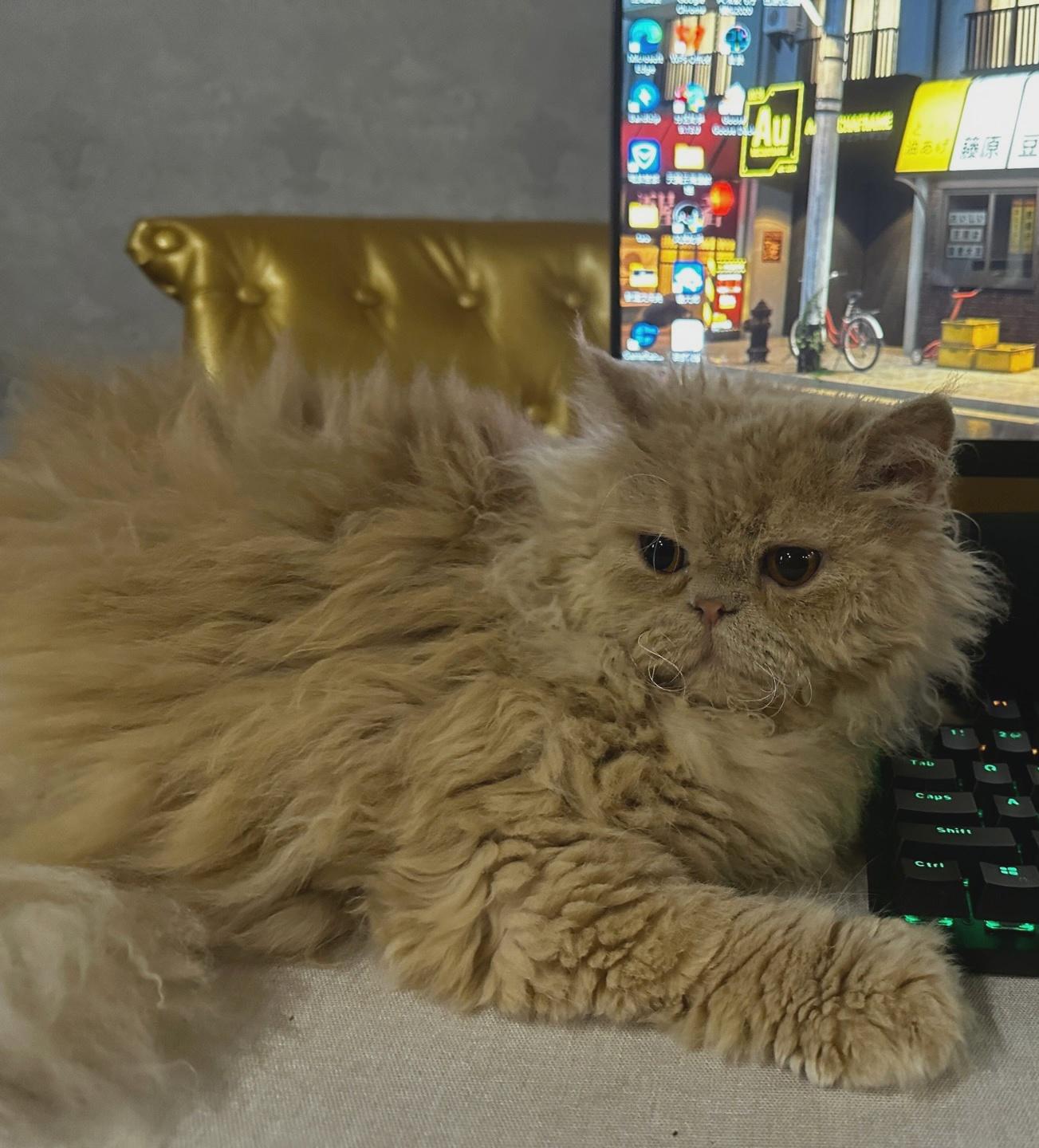 猫开脚是什么意思啊?关于公猫开脚,母猫侧躺不懂的来 - 知乎