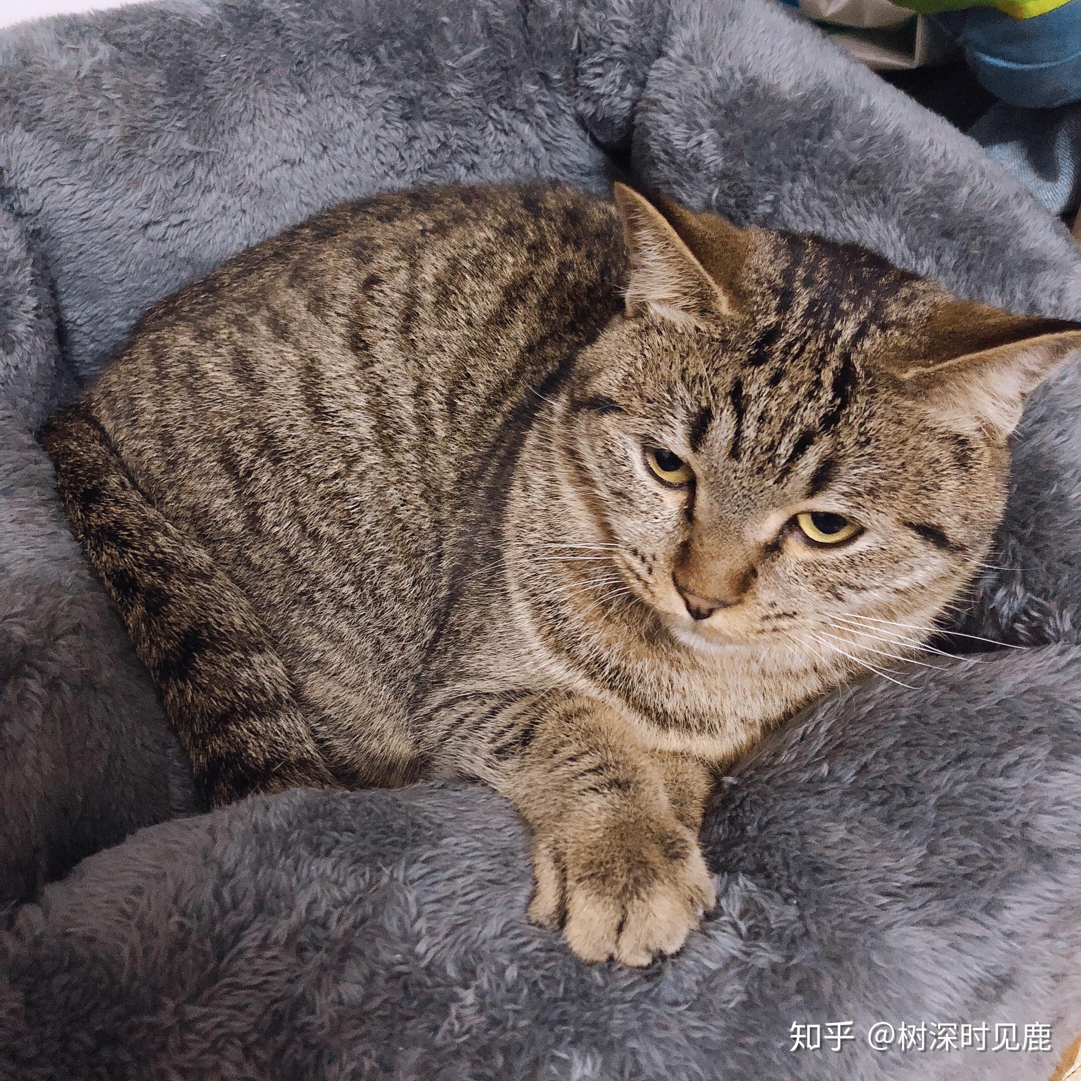 狸花猫很胖怎么办