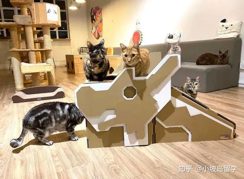 新加坡超治愈猫咖盘点 - 知乎