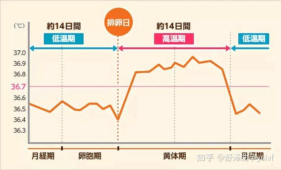 简单判断自身卵子质量的方法,附带提高卵子质量小贴士