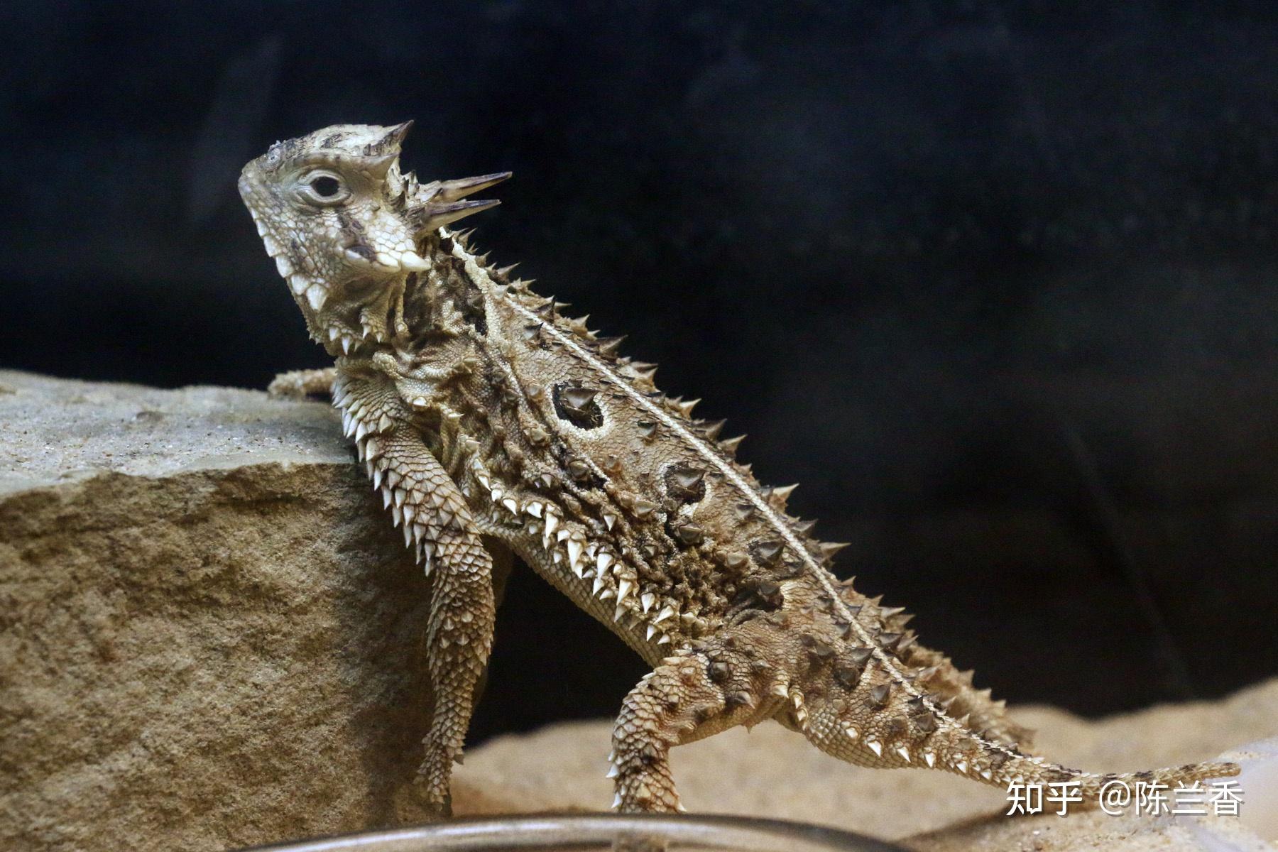 这些刺状角的存在在太阳角蜥的天敌看来那就一幅无处下口的铠甲,使猎