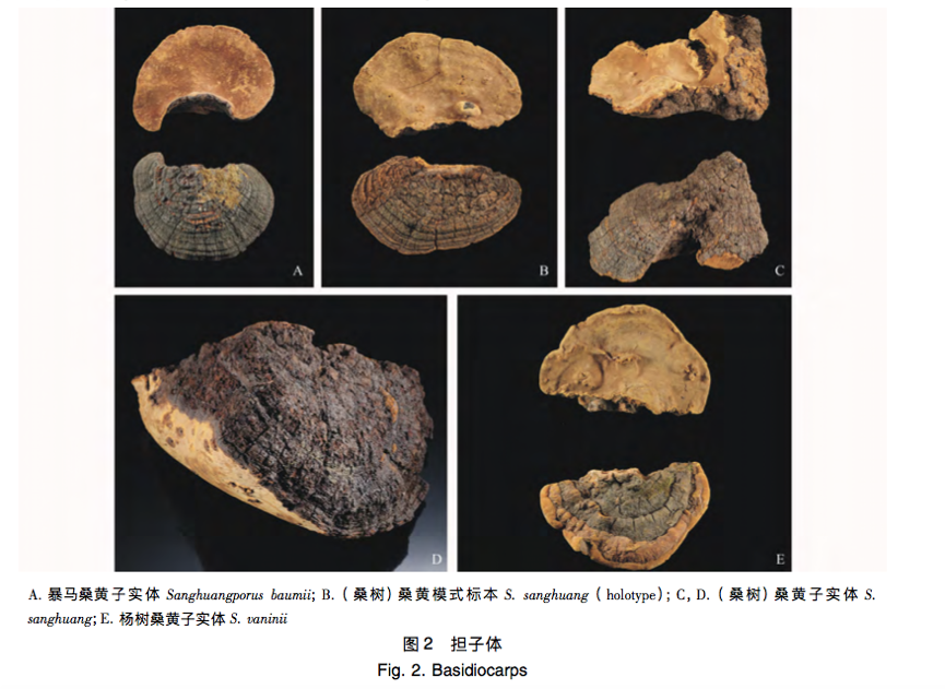 真假桑黄你了解多少