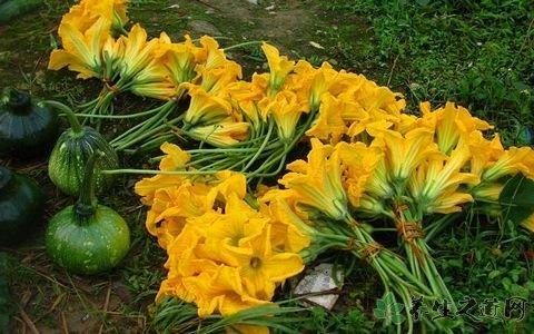 瓜花这道菜 怎么都好吃 知乎