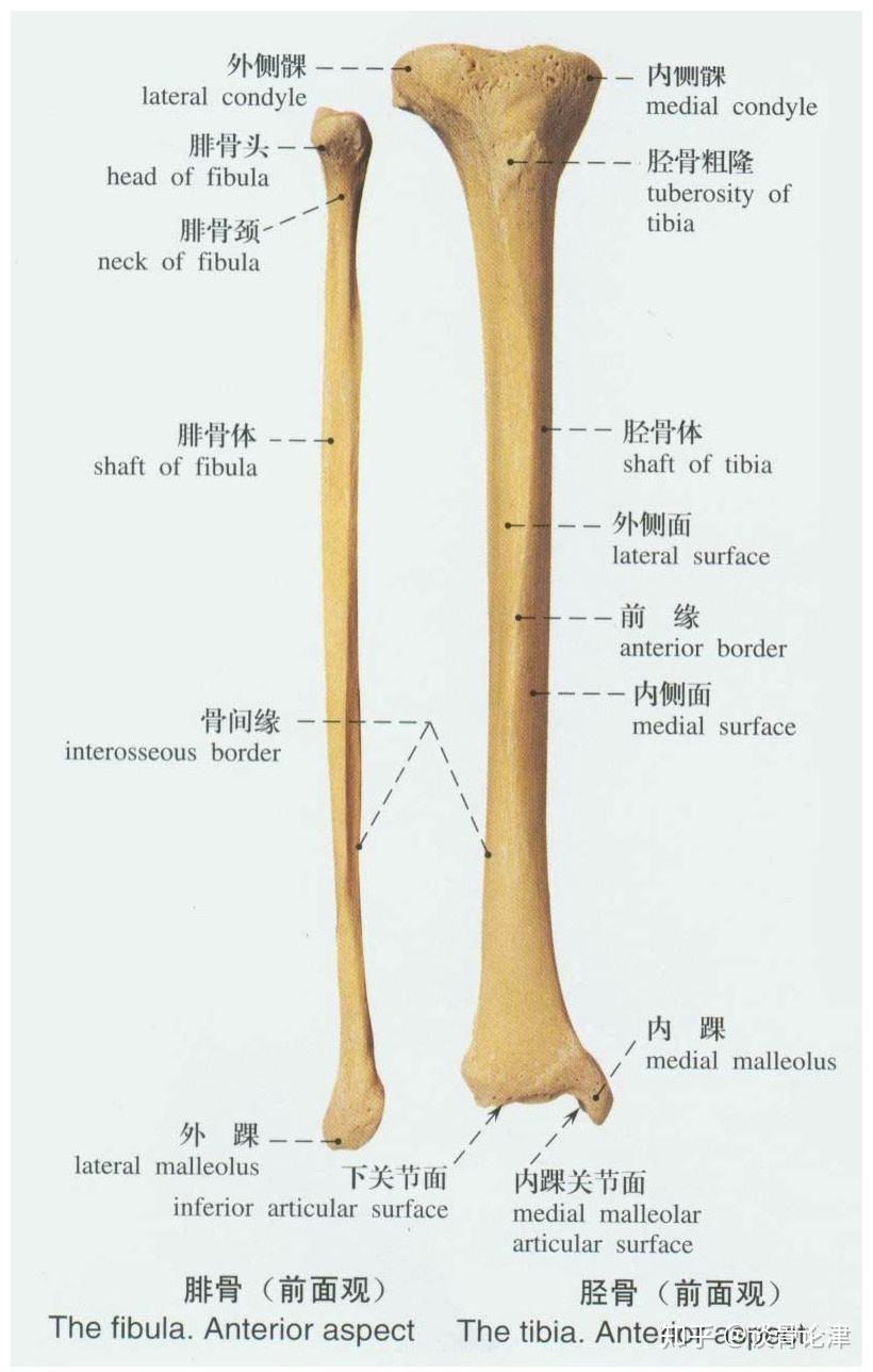 腓骨和胫骨的解剖图图片