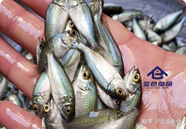 蓝色鱼仓:2023年水产养殖哪种鱼赚钱?哪种鱼好养 - 知乎