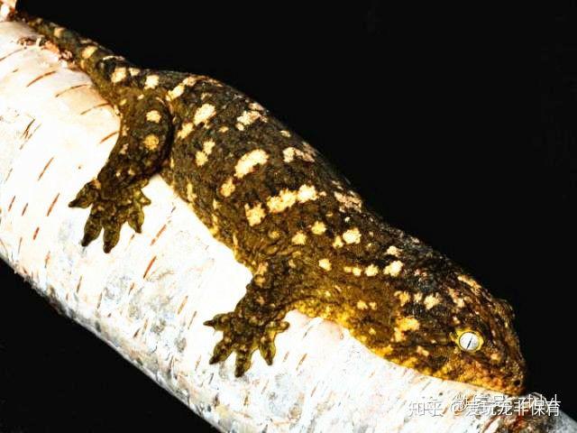 世界上最大的守宫新喀里多尼亚巨人守宫rhacodactylusleachianus简介