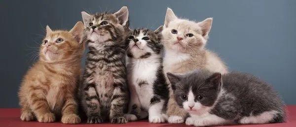 同一窝小猫可以有多个爸爸