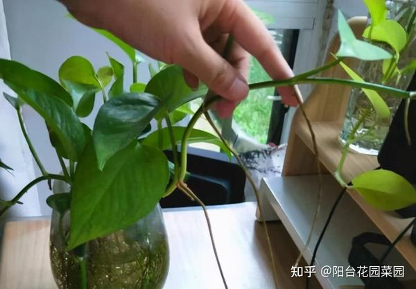 7种花有了“气生根”,剪下来就活,不用费劲扦插了 - 知乎