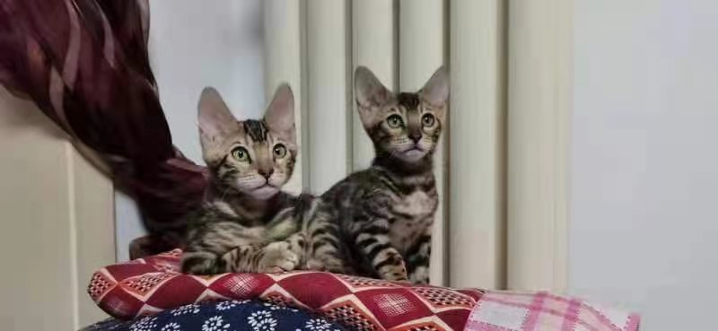 猫咪害怕主人的表现和症状 v2-852fb42e5465a5cf80906b8de761c65d_r.jpg
