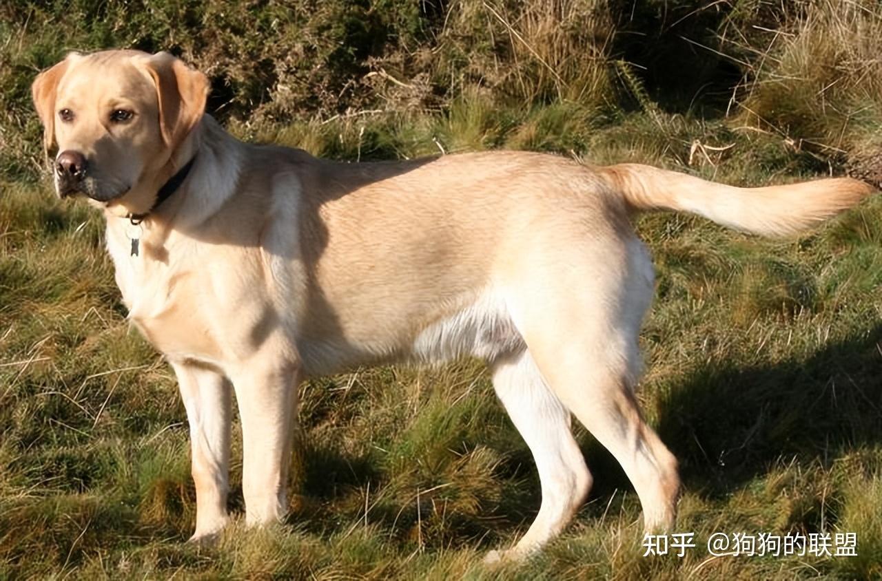 拉布拉多犬壁纸高清图片