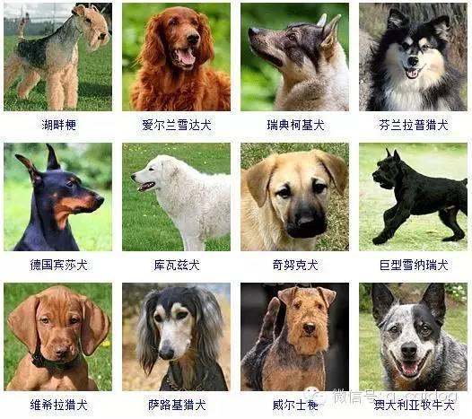 178种狗狗,你认识多少? - 知乎