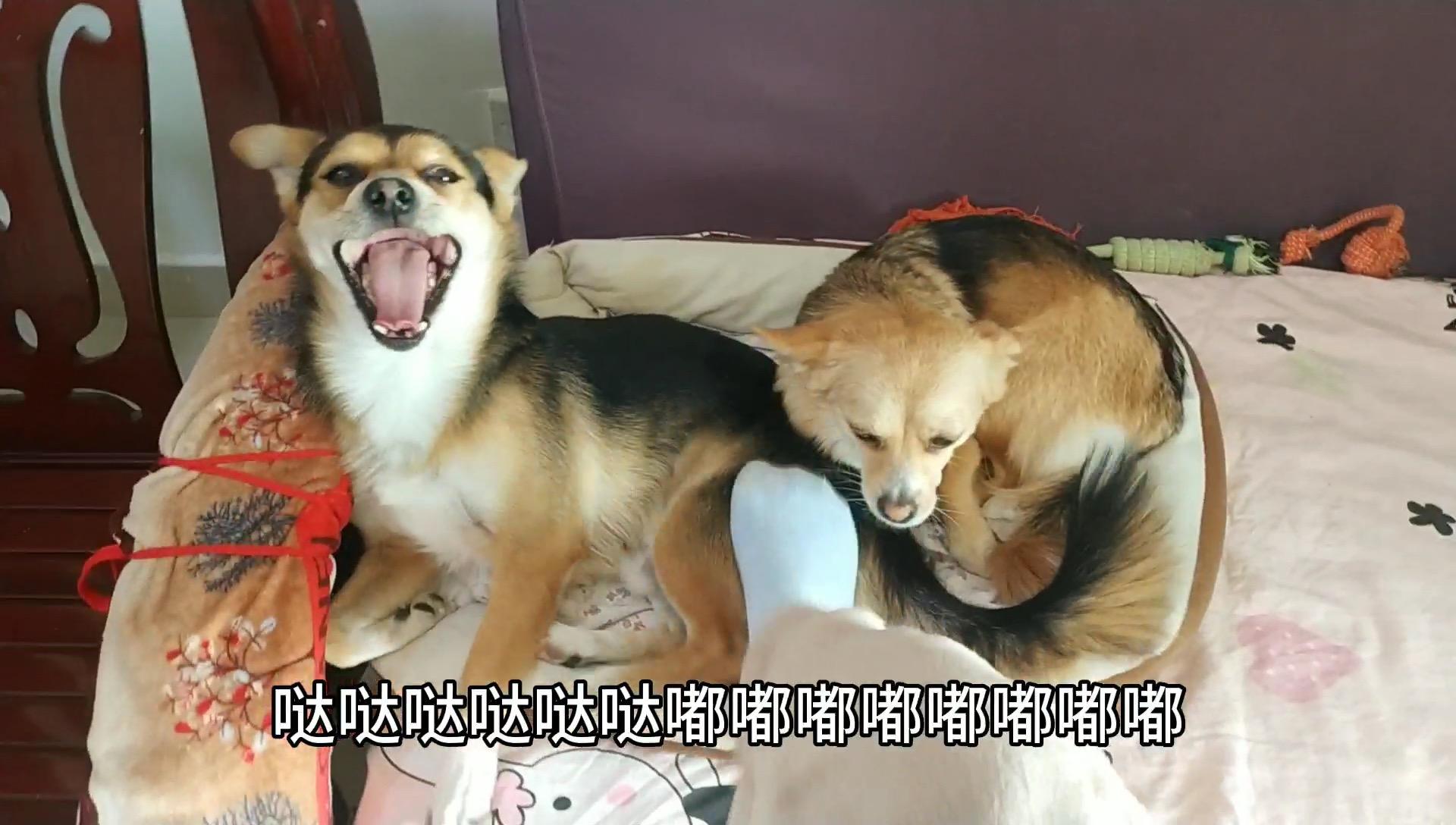 主人假装只跟小黄玩爱吃醋的小黑会有什么反应直接开战