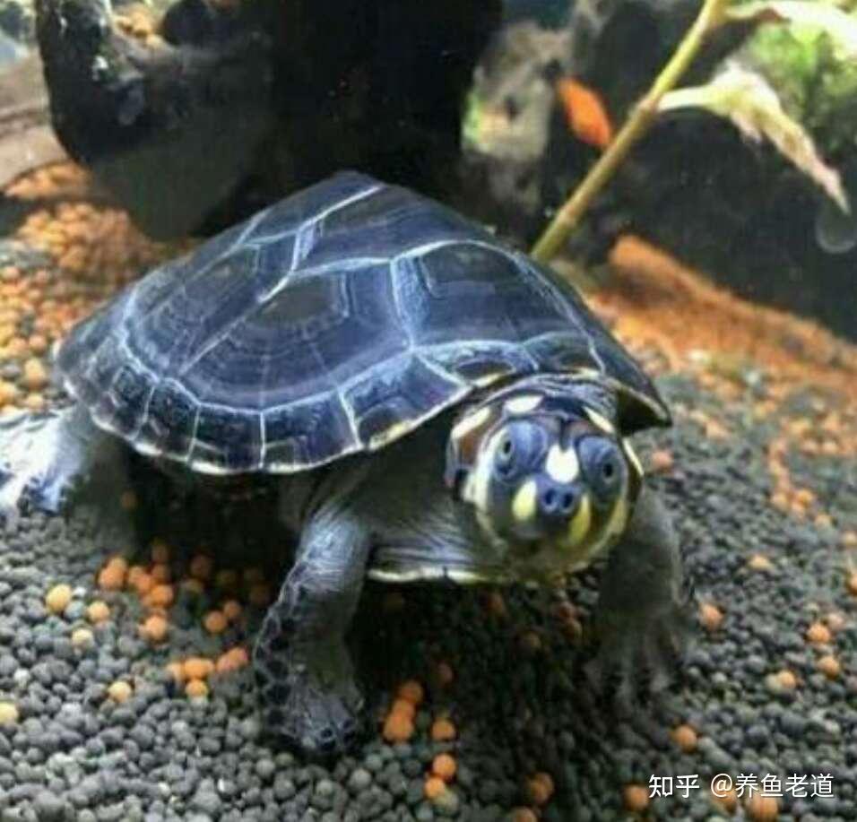 市面上都有哪些常见的宠物龟,什么龟比较适合家养? - 知乎