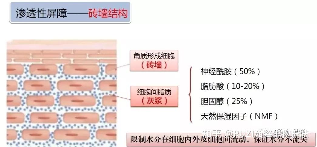 皮肤屏障受损了怎么办？ - 知乎