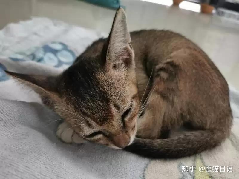 你知道中华田园猫吗?今天聊聊狸花猫和雀猫 - 知乎